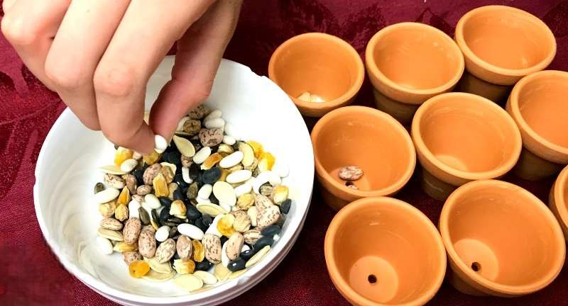 إفرز الحبوب